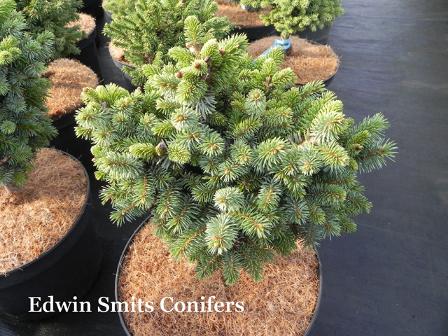 Picea sitchensis 'Callisto'